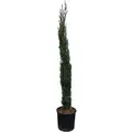 Produktbild: Sunny-Tree    Zypresse Cupressus Sempervirens Totem Italienische Winterharte Zypresse - Immergrün Winterhart Bis -18° 160 Zentimeter
