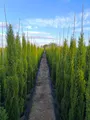 Produktbild: Sunny Tree - Zypresse Cupressus Sempervirens Totem - Italienische winterharte Zypresse - immergrün - winterhart bis -18 - 160 Zentimeter
