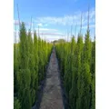 Produktbild: Sunny Tree - Zypresse Cupressus Sempervirens Totem - Italienische winterharte Zypresse - immergrün - winterhart bis -18 - 160 Zentimeter - Grün/Braun