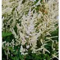 Produktbild: Prachtspiere Irrlicht - Astilbe Astilbe japonica