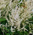 Produktbild: Prachtspiere Irrlicht - Astilbe Astilbe japonica