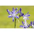 Produktbild: Agapanthus Schmucklilie Jacaranda 2-3 Liter Container