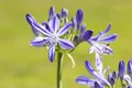 Produktbild: Pflanzen für Dich Staude Agapanthus Jacaranda, 1 St., Schmucklilie, Liebesblume
