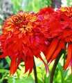 Produktbild: BALDUR Garten 1x Duft-Echinacea 'Hot Papaya' Sonnenhut, Pflanze im 9x9 cm-Topf, schmetterlingsfreundlich, winterharte Staude, trockenresistent, pflegeleicht, Wasserbedarf gering, Echinacea purpurea