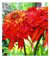 Produktbild: BALDUR Garten 1x Duft-Echinacea 'Hot Papaya' Sonnenhut, Pflanze im 9x9 cm-Topf, schmetterlingsfreundlich, winterharte Staude, trockenresistent, pflegeleicht, Wasserbedarf gering, Echinacea purpurea