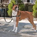 Produktbild: PetSafe Hundegeschirr Easy Walk M Schwarz