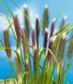 Produktbild: BALDUR Garten Lampenputzergras Red Head, 1 Pflanze, robuste winterharte Staude, mehrjährig, pflegeleicht, Wasserbedarf gering, blühend, Pennisetum alopecuroides