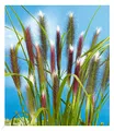 Produktbild: BALDUR Garten Lampenputzergras Red Head, 1 Pflanze, robuste winterharte Staude, mehrjährig, pflegeleicht, Wasserbedarf gering, blühend, Pennisetum alopecuroides