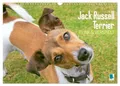 Produktbild: Jack Russell Terrier: flink und verspielt (Wandkalender 2026 DIN A3 quer), CALVE
