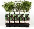 Produktbild: Schwarze Johannisbeere - Ribes nigrum - Ben Nevis 60-70 cm - großfrüchtig, robust