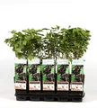Produktbild: Schwarze Johannisbeere - Ribes nigrum - Ben Nevis 60-70 cm - großfrüchtig, robust