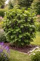 Produktbild: Schwarze Johannisbeere Ben Nevis 50-60 cm grossfruechtig winterhart