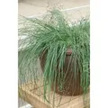 Produktbild: Eragrostis Elliottii Wind Dancer Ziergras Ca. 9x9 cm Topf