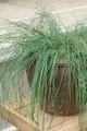 Produktbild: Eragrostis elliottii 'Wind Dancer', Ziergras, ca. 9x9 cm Topf
