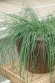 Produktbild: Pflanzen für Dich Gräser Eragrostis elliottii Wind Dancer, 1 St., Elliotts Liebesgras, zartblau, filigrane Halme