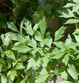 Produktbild: Liebstöckel Maggikraut - Levisticum officinale - lebende Gartenpflanze aus den Baumschulen