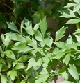 Produktbild: Liebstöckel Maggikraut - Levisticum officinale