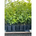 Produktbild: Carpinus betulus 60-80 cm 12cm Topf