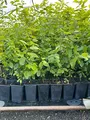 Produktbild: Carpinus betulus 60–80 cm – Winterhart, Mehrjährig, Pflegeleicht – Hainbuche – Heckenpflanze für Garten & Sichtschutz