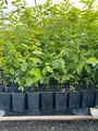 Produktbild: Pflanzen für Dich Baum Carpinus betulus, 1 St., Hainbuche, Weißbuche, laubabwerfend, schnittverträglich