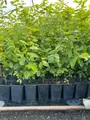 Produktbild: Carpinus betulus, Hainbuche, grün, 60–80 cm