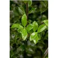 Produktbild: Ilex meserveae 'Heckenstar' -S- 40-50 cm