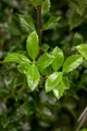 Produktbild: Ilex meserveae 'Heckenstar', Stechpalme, immergrün, 40–50 cm
