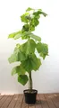 Produktbild: Pflanzen für Dich Baum Paulownia tomentosa, 1 St., Blauglockenbaum, Kaiserbaum, Kaiser-Paulownie, schnellwachsend, violettblühend