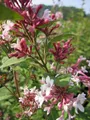 Produktbild: Herbstflieder Superba - Syringa microphylla - lange Blühdauer - stark duftend  .