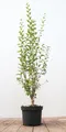 Produktbild: Ligustrum vulgare 'Atrovirens' 60–100 cm – Winterhart, Mehrjährig, Pflegeleicht – Gewöhnlicher Liguster – Heckenpflanze für Garten & Sichtschutz