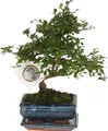 Produktbild: Bonsaibaume - Zelkova serrata - Höhe 20-25cm - 15cm