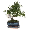 Produktbild: Plant in a Box - Bonsaibaume - Zelkova serrata - Höhe 20-30cm - Topf 15cm - S-förmiger Japanese Elm Bonsai - Ideal für Anfänger
