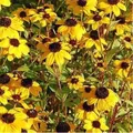 Produktbild: Rudbeckia - Rudbeckia triloba