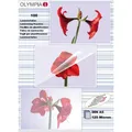 Produktbild: 100 OLYMPIA Laminierfolien glänzend für A5 125 micron