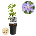 Produktbild: Kletterpflanze Clematis Justa Blüte Hellblau ⌀11cm ↕40cm
