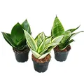 Produktbild: Exotenherz - Sansevieria trifaciata hahnii - 3 versch. Pflanzen im 5,5cm Topf - Bogenhanf, Schwiegermutterzunge