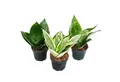 Produktbild: Exotenherz Zimmerpflanze Sansevieria trifaciata hahnii 3 versch. Pflanzen im 5,5cm Topf
