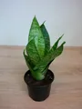 Produktbild: Sansevieria trifasciata green hahnii Bogenhanf Zimmerpflanze Grünpflanze