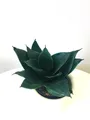 Produktbild: Sansevieria trifasciata 