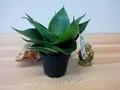 Produktbild: Sansevieria 