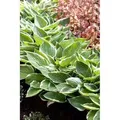 Produktbild: Hosta Patriot 2 Liter Container