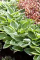Produktbild: Pflanzen für Dich Staude Hosta Patriot, 1 St., Funkie, Herzblattlilie