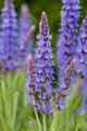 Produktbild: Salvia nemorosa 'Blauhügel', Steppensalbei, blau, ca. 9x9 cm Topf