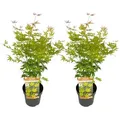 Produktbild: Plant in a Box Japanischer Ahorn - Acer Orange Lace 2er Set Höhe 60-70cm