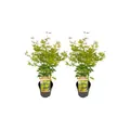 Produktbild: Plant in a Box - Japanischer Ahorn - 2 Stk - Acer palmatum 'Orange Lace' - Höhe 60-70cm - Topf 19cm
