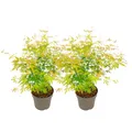 Produktbild: Plant in a Box - Acer Palmatum 'Orange Lace' - 2er Set - Japanischer Ahorn - Schöne leuchtende Farben - Topf 19cm - Höhe 60-70cm