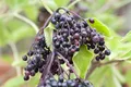 Produktbild: Pflanzen für Dich Gehölze Sambucus nigra Haschberg, 1 St., Schwarzer Holunder, Holunder, Fliederbeere