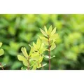 Produktbild: Lonicera Kamtschatica Honigbeere 40–60 Cm Winterhart