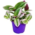 Produktbild: Exotenherz Dreimasterblume Tradescantia Nanouk Pflegeleichte Hängende Zimmerpflanze 9cm Topf Pink