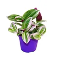 Produktbild: Exotenherz - Dreimasterblume - Tradescantia Nanouk - 9cm Topf